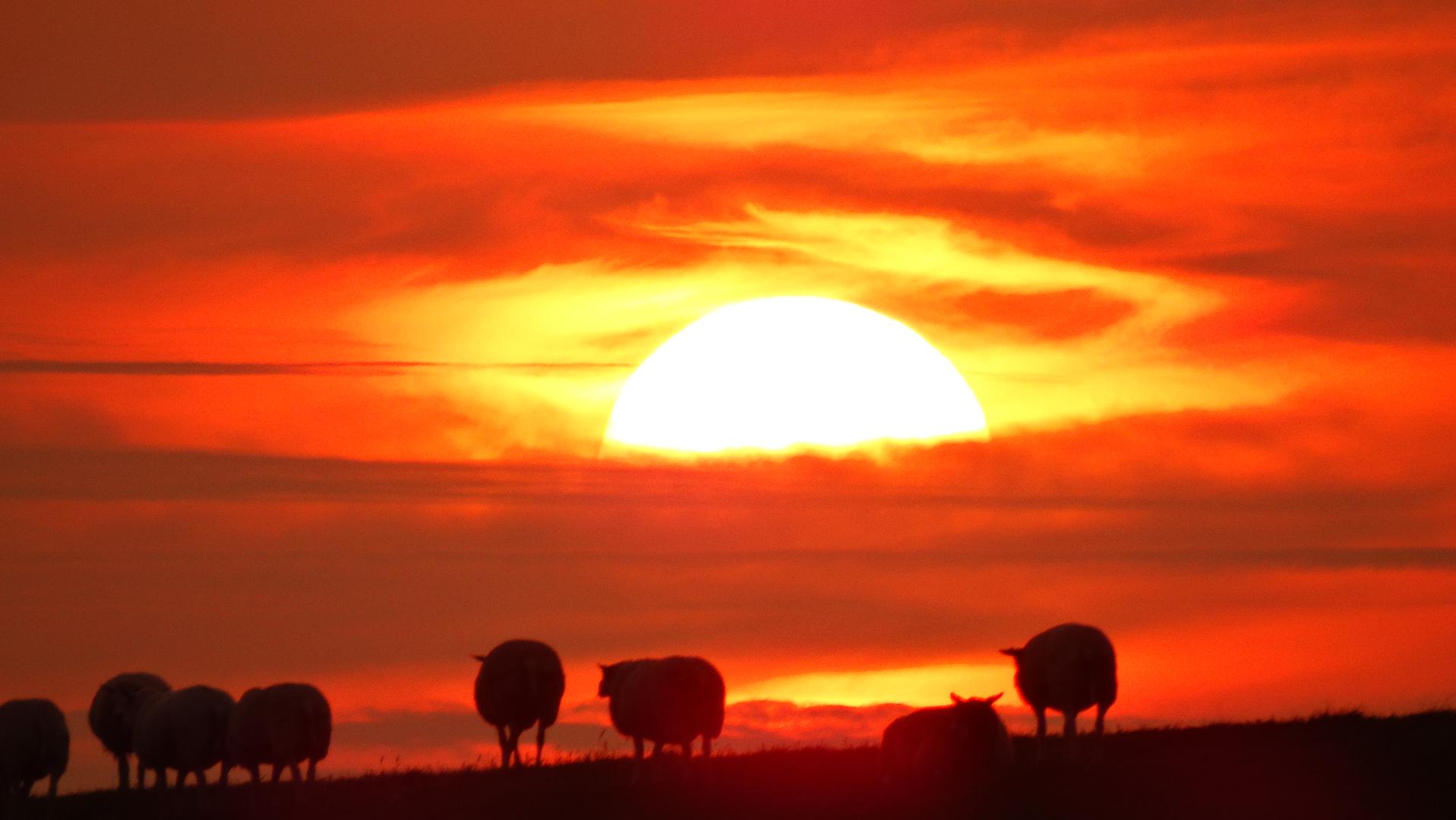 Accommodatiecategorie: <span>Nederland</span>